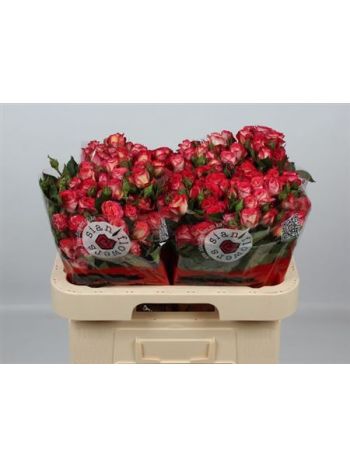 R TR SUMMER DANCE 60CM