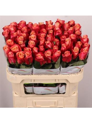 R GR HELENE 70CM