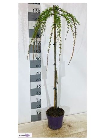 LARIX KA PENDULA