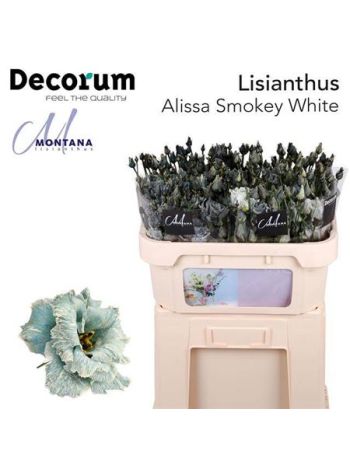 EUST G ALISSA OV KLB H% - SMOKEY WHITE