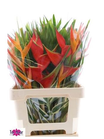 HELICONIA BOEKET