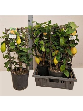 CITR MICROCARPA RÁCS