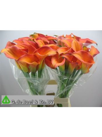 ZANT MORNING SUN 70CM