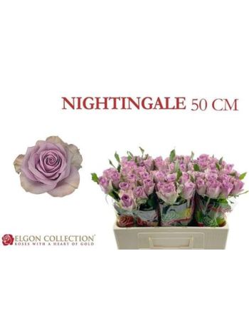 R GR5 NIGHTINGALE! - ELGON