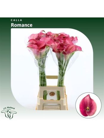 ZANT CAPT ROMANCE 80CM