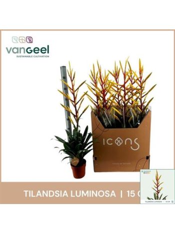 TILL LUMINOSA AKCIO