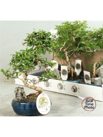 BONSAI GEM