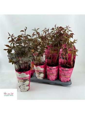 PAEONIA GEM