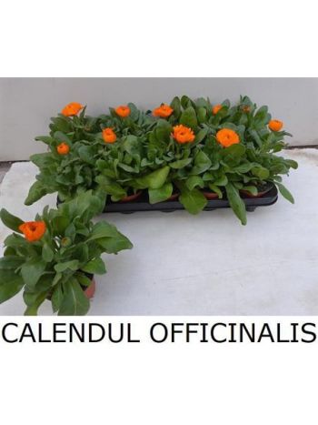 CALENDUL OFFICINALIS