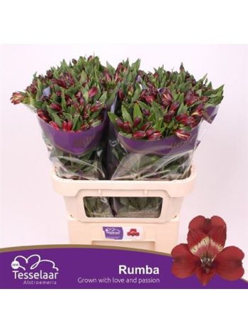 ALSTR RUMBA