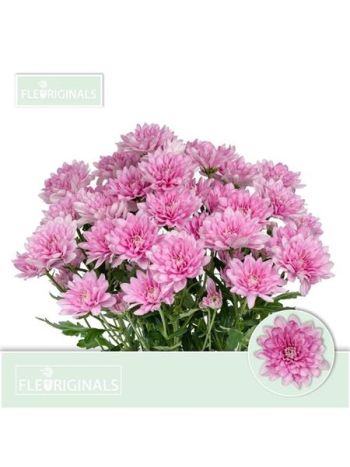 CHR T BALTICA PINK