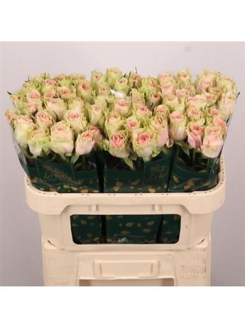 R GR FRUTTETO 70CM