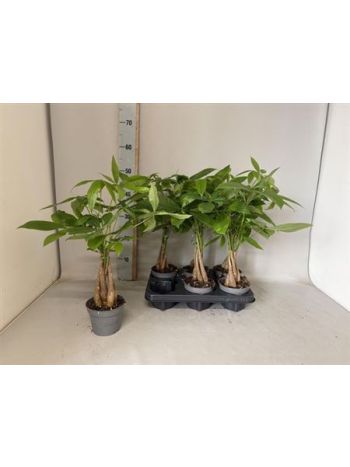 PACHIRA AQUATICA