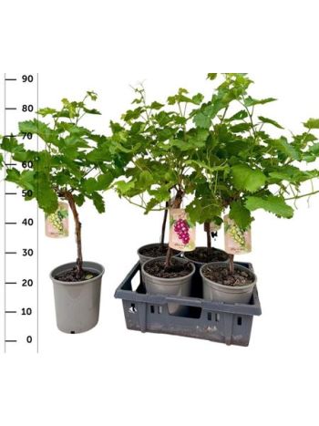 VITIS VINIFERA