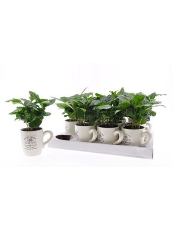 COFFEA ARABICA BÖGRÉS