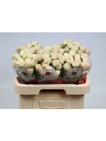 R TR SWEET GELATO 60CM