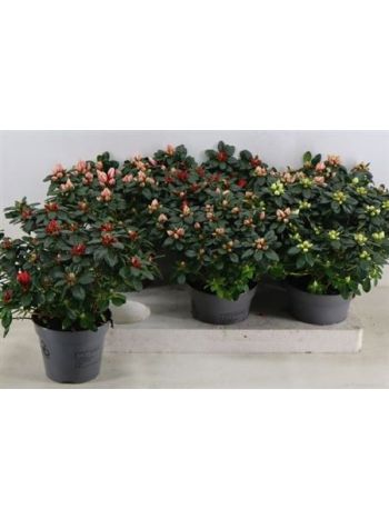 RHODO SI GEM
