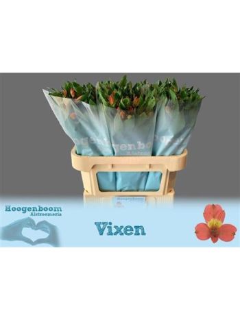 ALST VIXEN