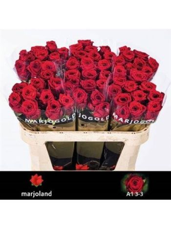 R GR RED NAOMI! 70CM