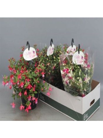 FUCHSIA B F AKASZTÓS