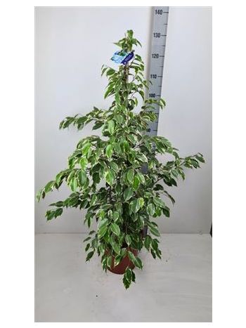 BALKON MIX HU SZENZI