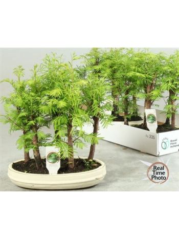 BONSAI MAMMUTFENYŐ