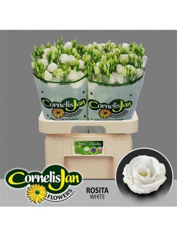EUS G ROSI WHITE