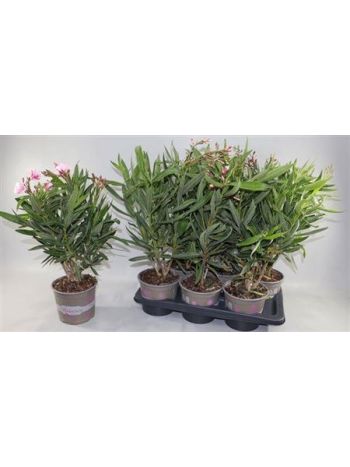 NERI OLEANDER