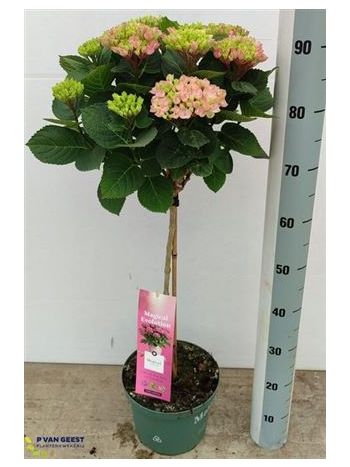 HYDR MAG PINK TÖRZSES