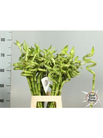 DRAC S LUCKY BAMBOO *40
