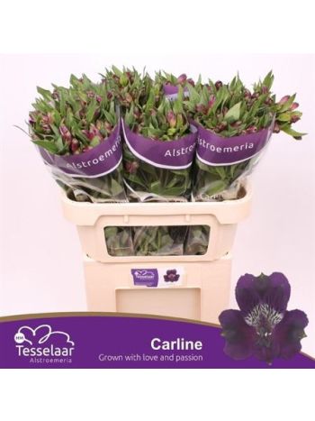 ALSTR CARLINE