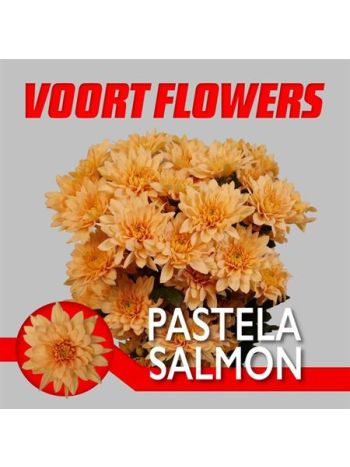 CHR T PASTELA SALMON