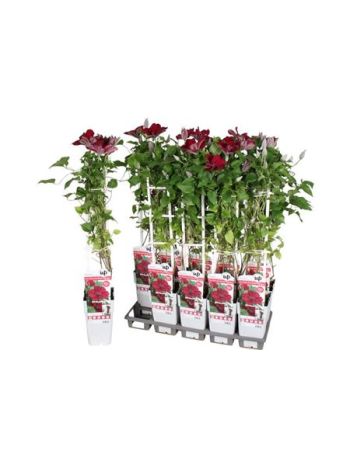CLEM EASY RED