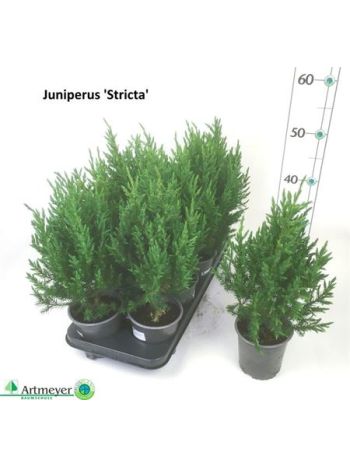 JUNI CH STRICTA