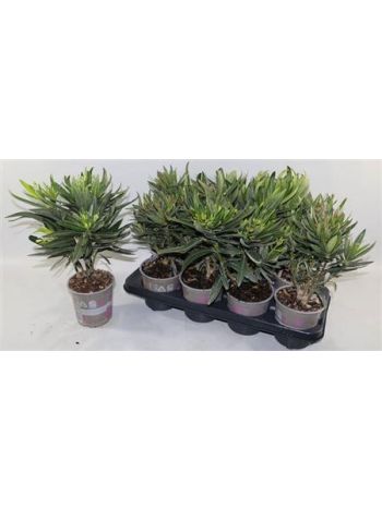 NERI OLEANDER