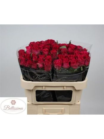 R GR EVER PINK 70CM