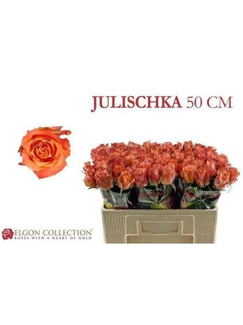 R GR5 JULISCHKA - ELGON