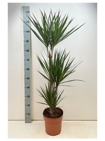 DRA MARGINATA 3 TÖRZSES