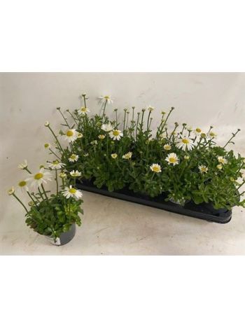 LEUC S DWARF SNOW LA