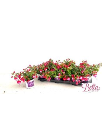 FUCHSIA B F LYDIA
