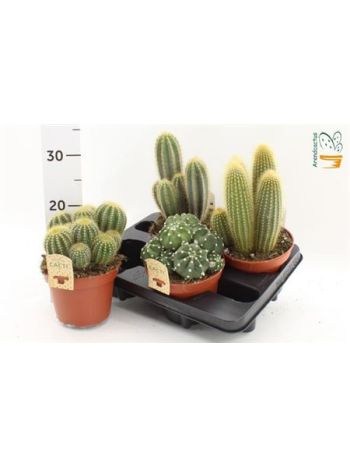 CACTUS GEM *4
