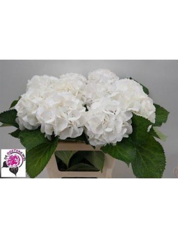HYDR M SCHNEEBALL 60CM