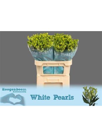 ALST FL WHI PEARLS