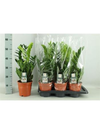 ZAMIOCULCAS ZAMIIFOL