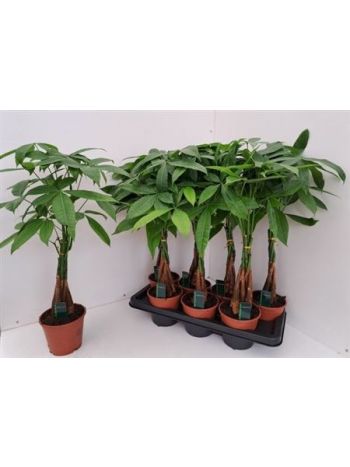 PACHIRA AQUATICA
