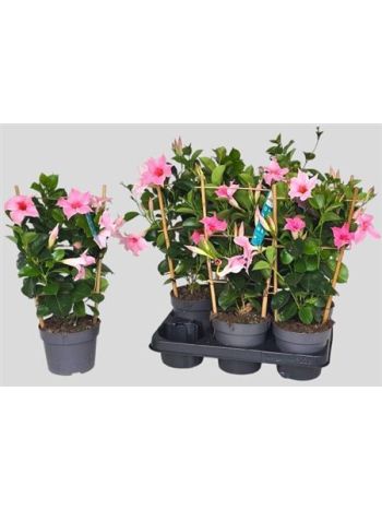 MANDE SUN PINK RÁCSOS