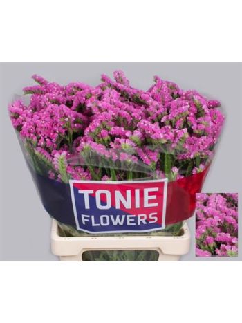 LIM S SIN ETERN PINK 70CM