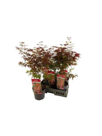 ACER PA ATROPURPUREU