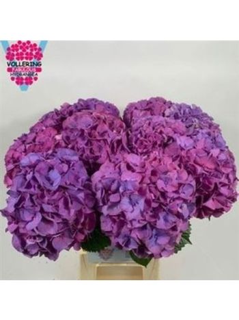 HYDR M SIBILLA PA 65CM