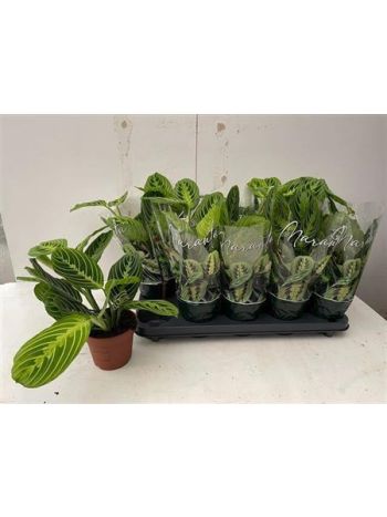 MARANTA LEMON